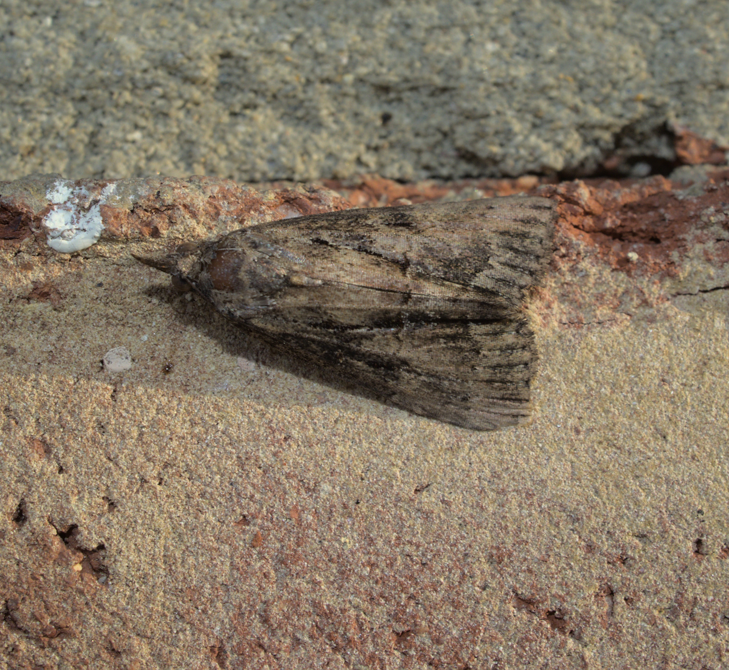 YAWN_20210421.jpg
